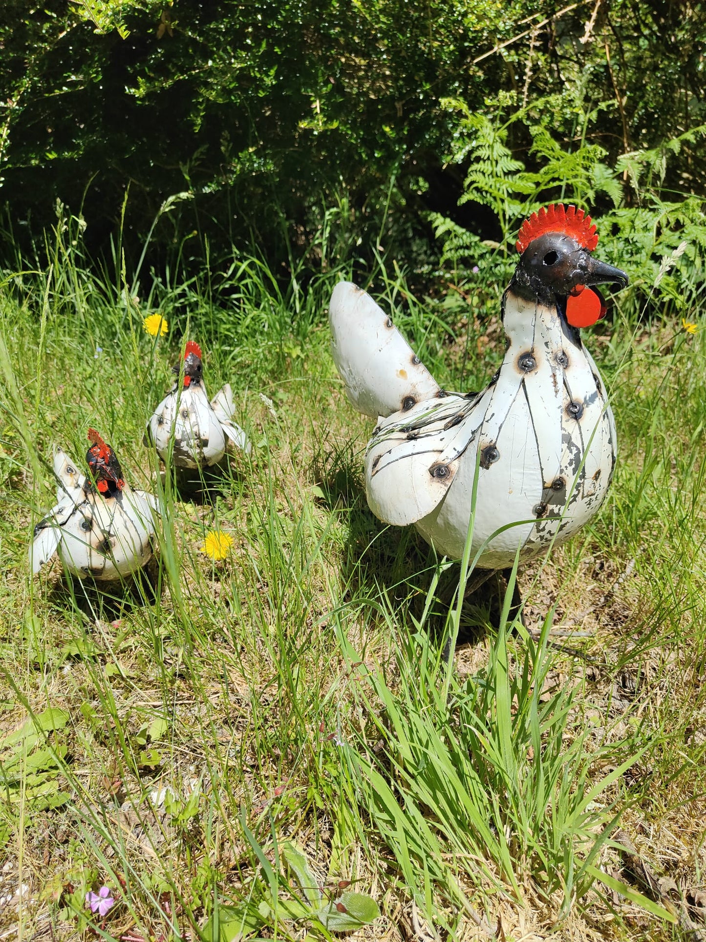 Chicken/ Cockrel (Large)