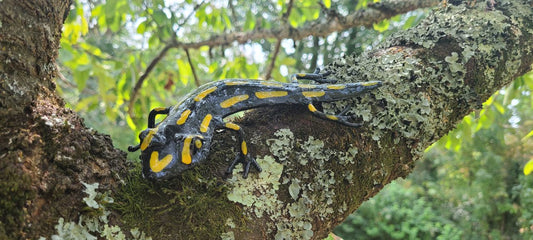 Black & Yellow Salamander