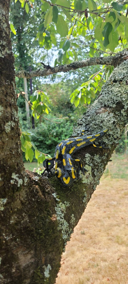 Black & Yellow Salamander