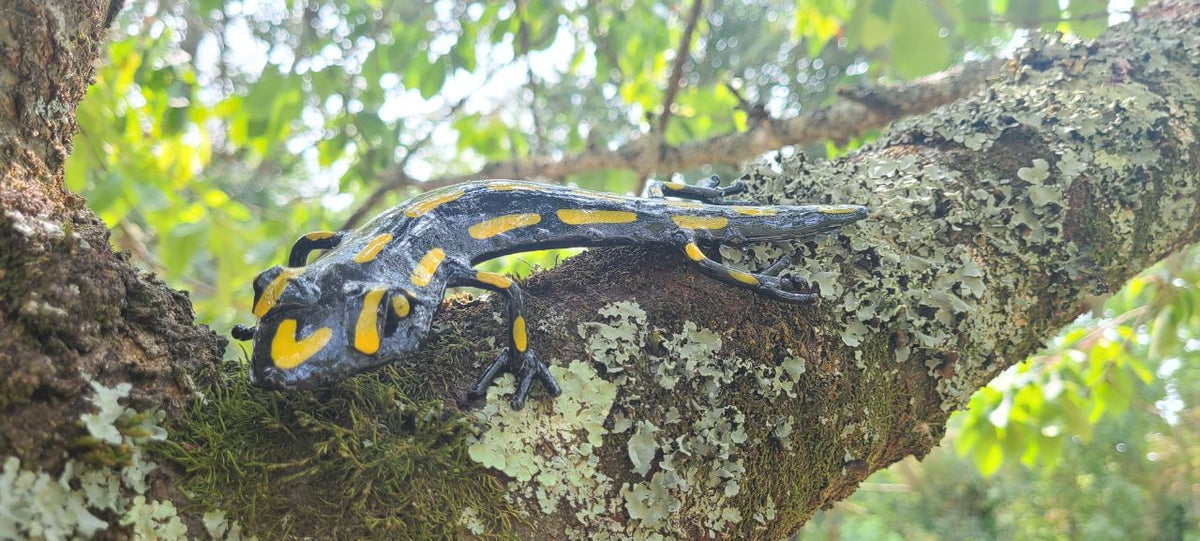Black & Yellow Salamander