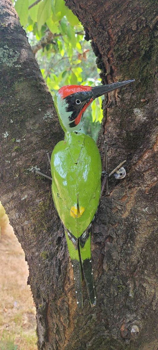 Green Woodpecker