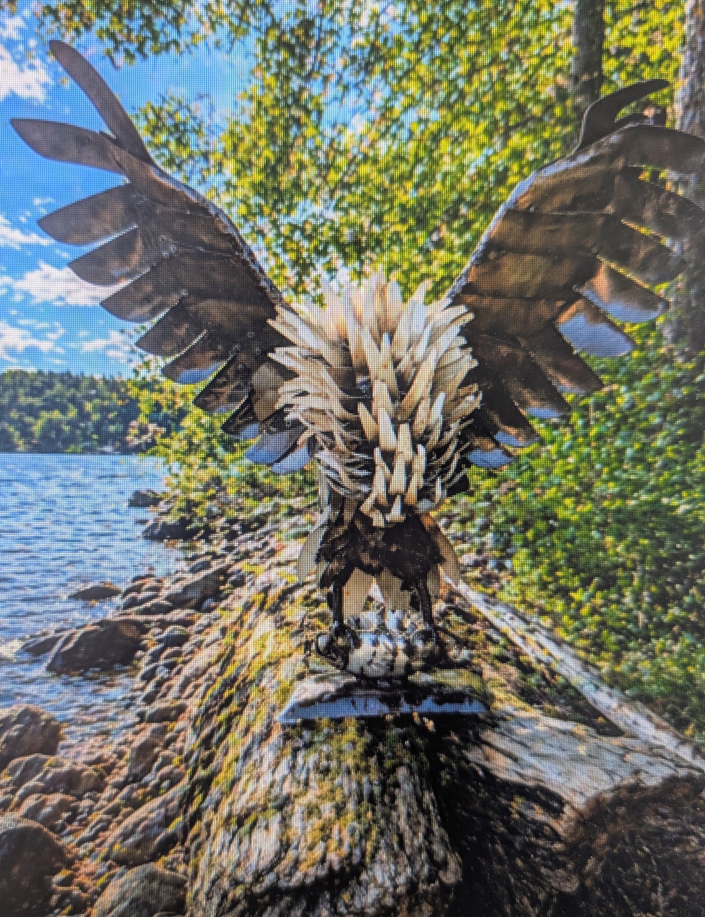 Osprey