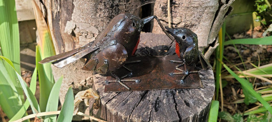 Mother Robin Feeding Chick