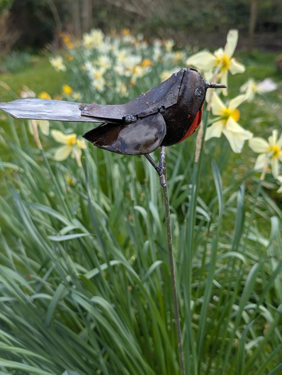 SIngle Robin on rod