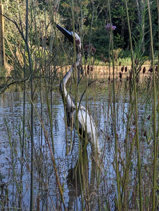 Heron Standing Upright
